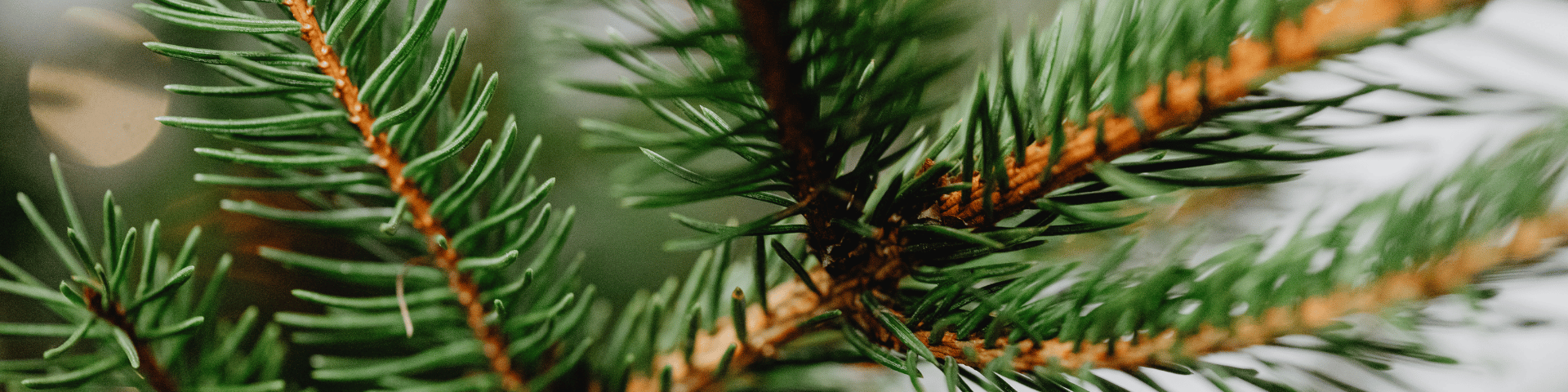 christmas tree recycling